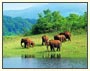 South India Wildlife Tour